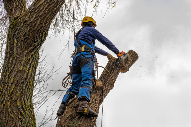 Mulching Services in Cold Spring, NY